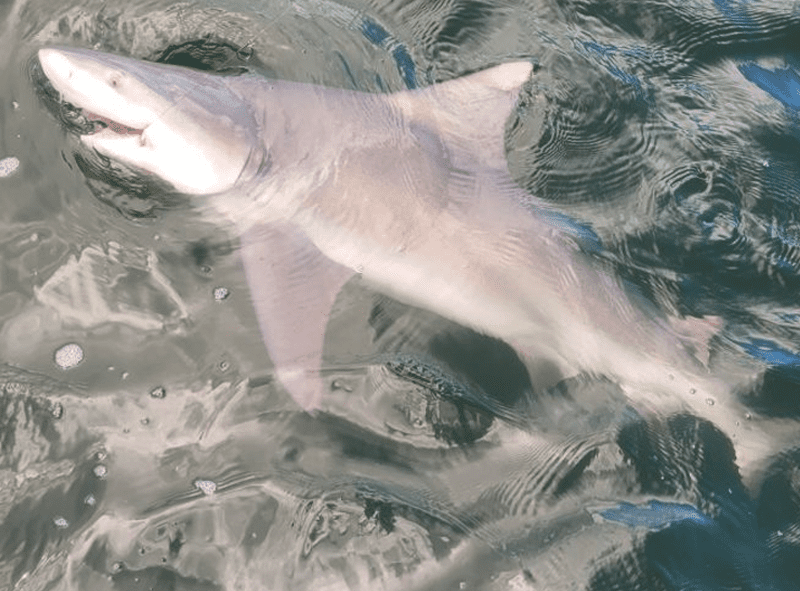 Shark Fishing Charters in 30A